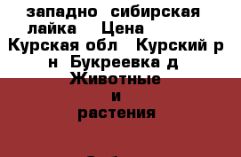 западно -сибирская -лайка  › Цена ­ 5 000 - Курская обл., Курский р-н, Букреевка д. Животные и растения » Собаки   